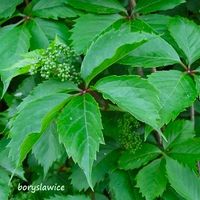 Winobluszcz zaroślowy w doniczkach P11, wysokość 60-80 cm