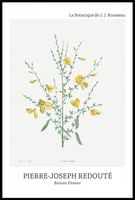 Plakat 61x91,5cm Design Broom Flower, Redoute Vintage do Salonu