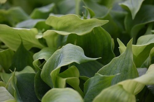 Funkia Diamond Lake - Hosta sieboldiana na Arena.pl