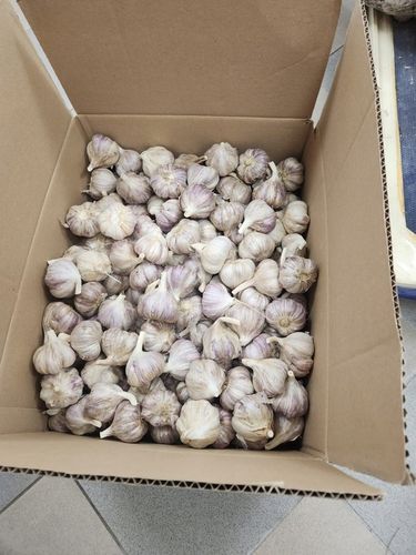 Czosnek polski świeży 1 Kg Harnaś 5-6cm na Arena.pl