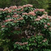 SZCZĘŚLIN PÓŹNY Clerodendron trichotonum - NASIONA 100 sztuk - 10g.