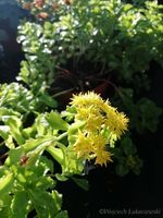 Rozchodnik kamczacki - Sedum kamtschaticum var. ellacombianum