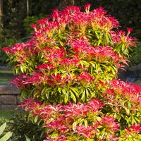 Pieris japoński MOUNTAIN FIRE Czerwone liście Na kwaśne gleby Sadzonki P11