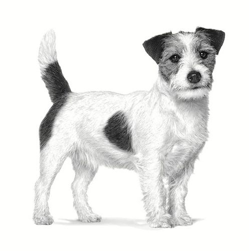 Royal Canin Veterinary Diet Canine Anallergenic Small 1,5Kg na Arena.pl