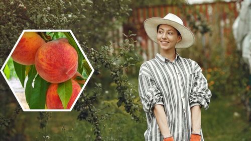 Brzoskwinia INKA największe owoce SAMOPYLNA słodka Sadzonka / Sadzonki na Arena.pl