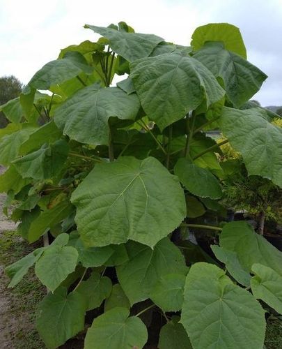 Paulownia ShanTong Drzewo tlenowe 100nasion+gratis na Arena.pl