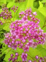 Tawuła japońska Golden Princess sadzonka szpaler