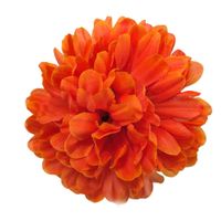 Chryzantema wyrobowa flame 12 szt