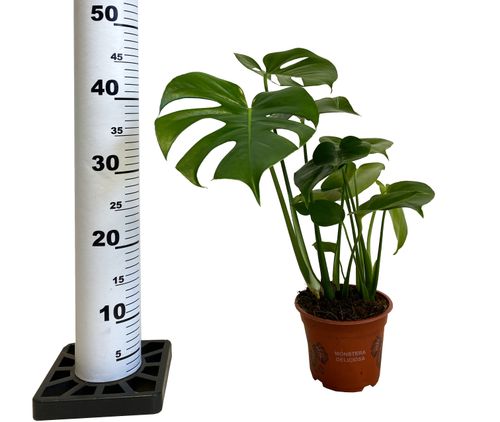 MONSTERA DZIURAWA DELICIOSA 45cm na Arena.pl