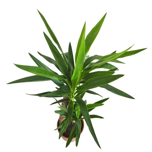 JUKA JUKKA (JUCA YUCCA)  85cm na Arena.pl