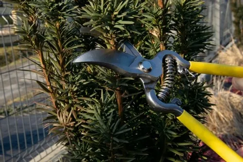 SEKATOR NOŻYCE OGRODOWE DO GAŁĘZI RĘCZNY KRZEWÓW na Arena.pl