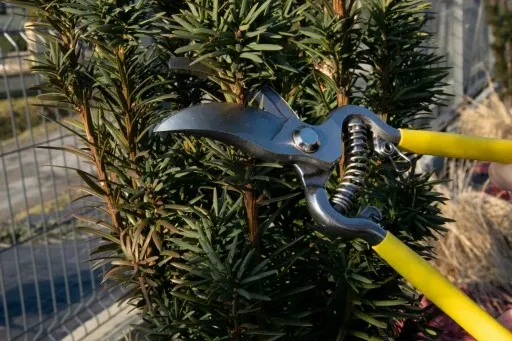 SEKATOR NOŻYCE OGRODOWE DO GAŁĘZI RĘCZNY KRZEWÓW zdjęcie 5