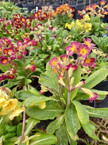 Pierwiosnek wyniosły mix sadzonka zwiastun wiosny na Arena.pl