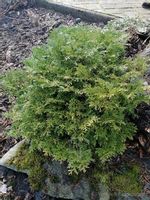 Żywotnikowiec japoński Nana karłowa odmiana