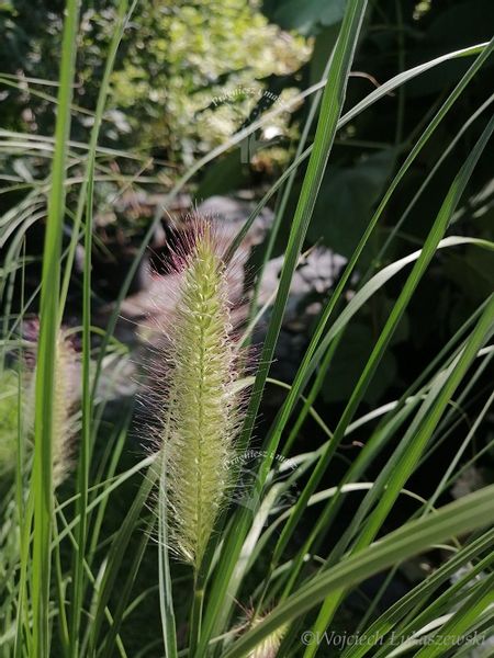 Rozplenica japońska Hameln do każdego ogrodu zdjęcie 2
