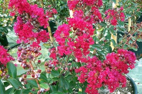 Lagerstroemia czerwona Red Imperator 20-40cm P9 na Arena.pl