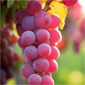 Winorośl LIDIA słodki RÓŻOWY deserowy ODPORNY sadzonka / sadzonki