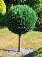 BONSAI Cyprysik Lawsona Ivonne na pniu kulisty - sadzonki 90 / 120 cm