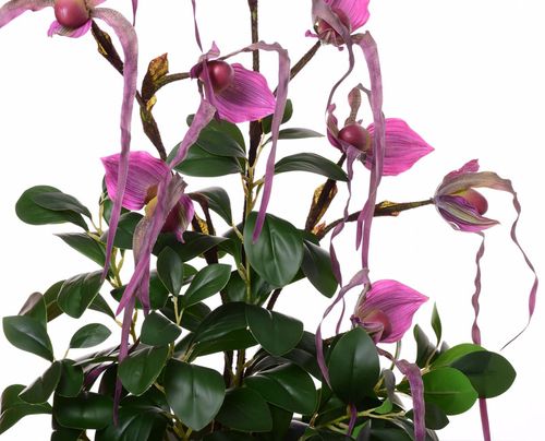 Storczyk Cattleya fioletowy Extra na Arena.pl