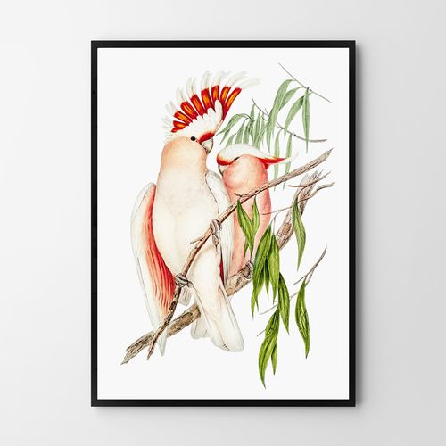 Plakat papugi vintage 30x40 cm na Arena.pl