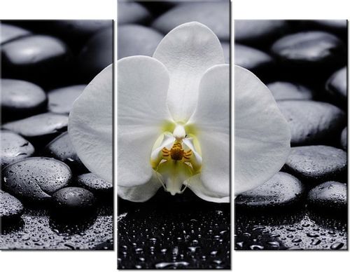 70 90CM OBRAZ 3 ELEM BIAŁY STORCZYK ŚCIENNY DRUK PŁÓTNO na Arena.pl