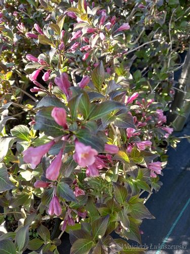 Krzewuszka cudowna Nana Purpurea dzwonkowe kwiaty na Arena.pl