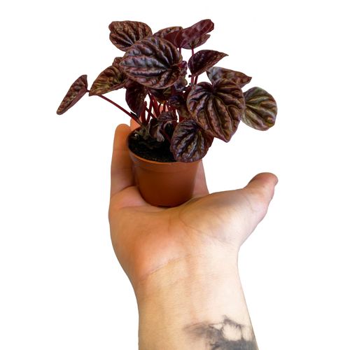 Peperomia RED LUNA 12 cm na Arena.pl