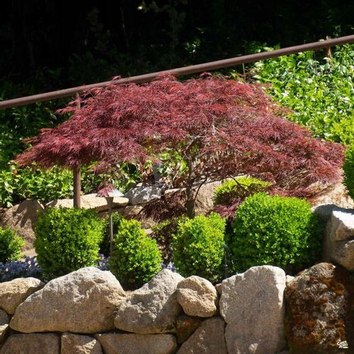 Klon palmowy Crimson Queen PA 70-90cm C2 na Arena.pl