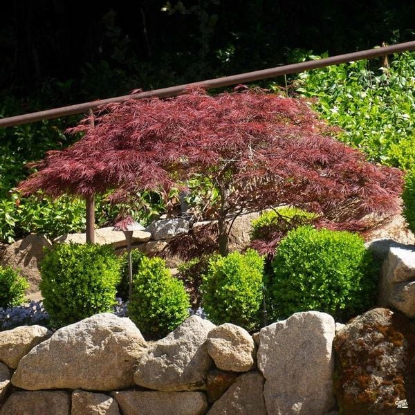 Klon palmowy Crimson Queen PA 70-90cm C2 zdjęcie 3