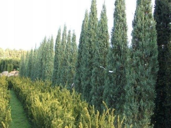 Jałowiec Blue Arrow 60-80cm P9 zdjęcie 4