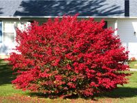 TRZMIELINA OSKRZYDLONA Duża sadzonka 50-80cm