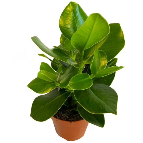 KLUZJA (CLUSIA)  30 cm na Arena.pl