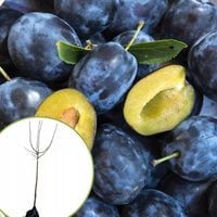 product-compare-61672012