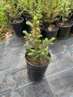 Świerk srebrny Picea Pungens w doniczce 20/30cm