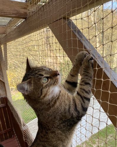 ZESTAW SIATKA NA BALKON 6x3 DLA KOTA Z DRUCIKIEM PREMIUM 110g BEZ WIERCENIA na Arena.pl