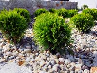 P9 THUJA TUJA DANICA MINIATUROWA KULKA