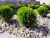 P9 THUJA TUJA DANICA MINIATUROWA KULKA