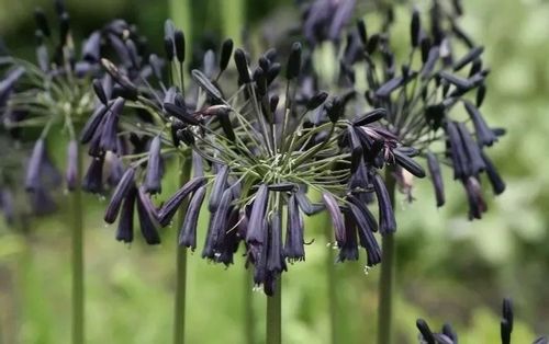 Lilia Agapant Black Magic P9 na Arena.pl