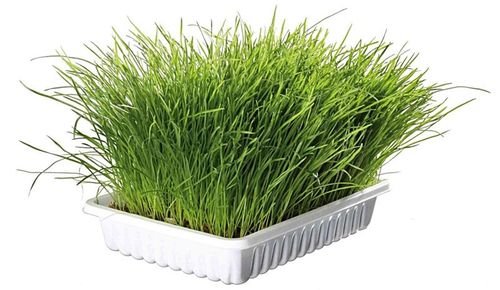 TRIXIE trawa dla kota w pojemniku soczysta trawka odkłaczająca kule włosowe na Arena.pl