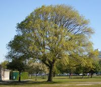 WIĄZ SYBERYJSKI Ulmus pumila NASIONA 1500 sztuk - 10g.