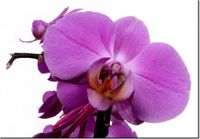 100 70CM OBRAZ PŁÓTNO FIOLETOWY STORCZYK PŁÓTNO RAMA