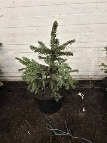 ŚWIERK SREBRNY KAIBAB - sadzonki 40 / 60 cm na Arena.pl