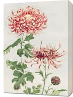 Obraz 50x70cm Kiku, Morikaga Japoński Vintage do Salonu