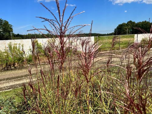 Miskant chiński 'Malepartus' (Miscanthus sinnesis) na Arena.pl