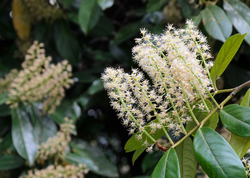 Laurowiśnia Herbergii 50-80cm sadzonki na ŻYWOPŁOT zdjęcie 2