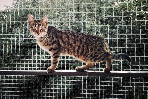 ZESTAW 6x3 GRUBA SIATKA DLA KOTA 1,5mm NA BALKON OKO 40mm BEZ WIERCENIA na Arena.pl