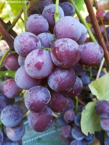 Komplet 6 odmian winorośli (Vitis) w doniczkach P9, wysokość 40-60 cm na Arena.pl