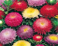 NASIONA Kwiatów Aster Chiński Pomponowy MIESZANKA MIX 1g Kwiaty 410794