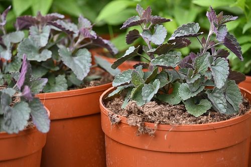 Kłosowiec Morello - Agastache na Arena.pl