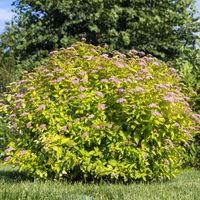 Tawuła japońska GOLDMOUND Żółta Różowe kwiaty Okrywowa Sadzonki